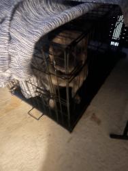 Found/Stray Male Dog last seen imperial ave, Lynwood, CA 90262