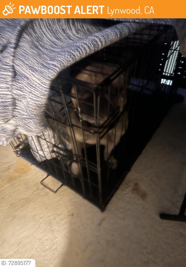 Found/Stray Male Dog last seen imperial ave, Lynwood, CA 90262