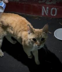 Reunited Male Cat last seen Tropical, Valley Drive, Ann Rd, North Las Vegas, NV 89031