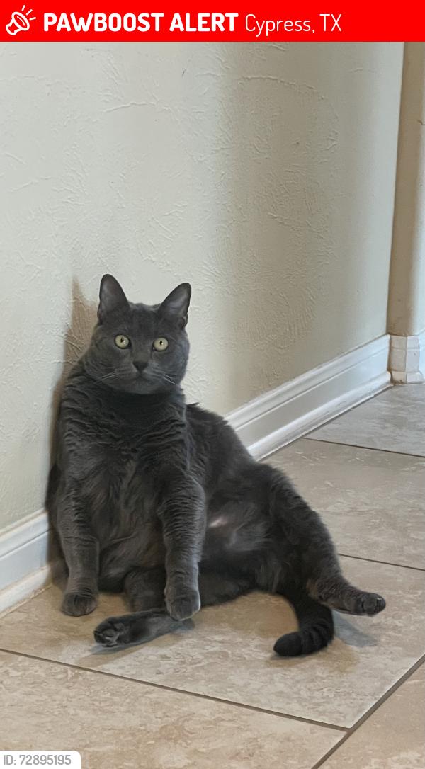 Lost Male Cat last seen Sweetstone Grove Ln and Carolina Mill Lane, Cypress, TX 77433