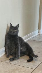 Lost Male Cat last seen Sweetstone Grove Ln and Carolina Mill Lane, Cypress, TX 77433