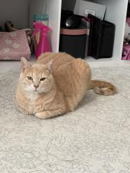 Lost Female Cat last seen Near Chasewood Dr, Bacliff, TX 77518