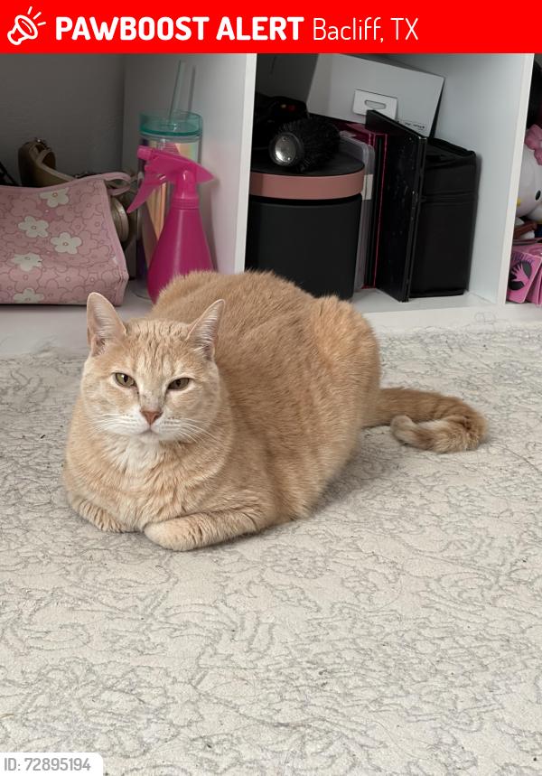 Lost Female Cat last seen Near Chasewood Dr, Bacliff, TX 77518