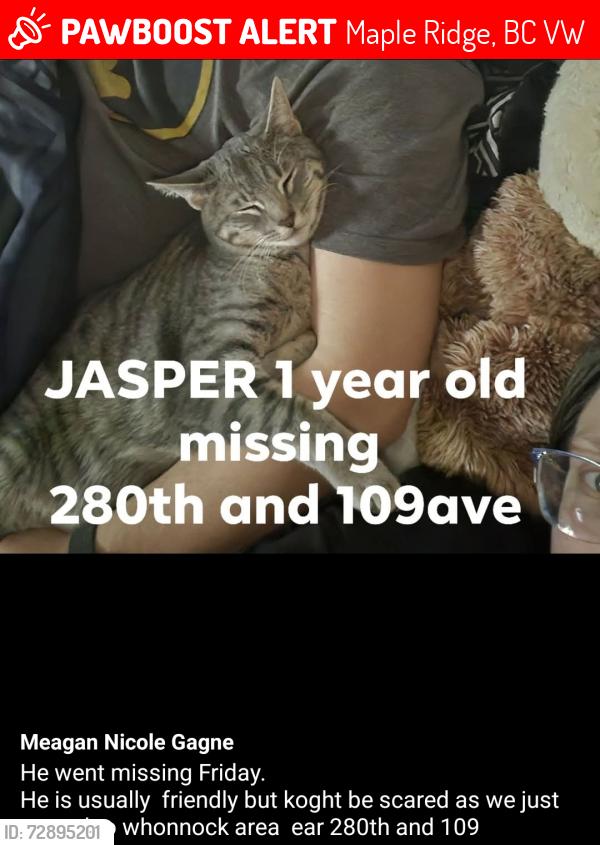 Lost Male Cat last seen Near , Maple Ridge, BC V2W