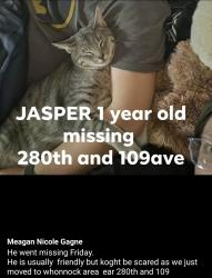 Lost Male Cat last seen Near , Maple Ridge, BC V2W