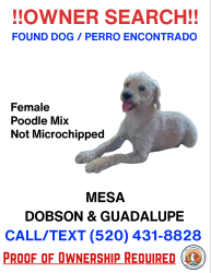 Found/Stray Female Dog last seen Dobson and Guadalupe, Mesa, AZ 85202