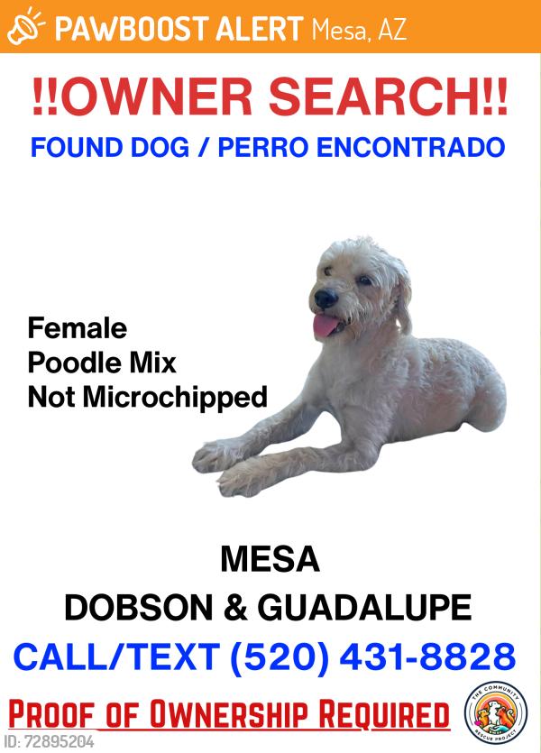 Found/Stray Female Dog last seen Dobson and Guadalupe, Mesa, AZ 85202