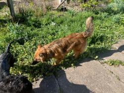 Lost Male Dog last seen Minersville hill , Racine, OH 45771