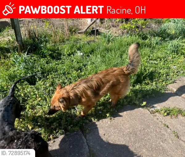 Lost Male Dog last seen Minersville hill , Racine, OH 45771