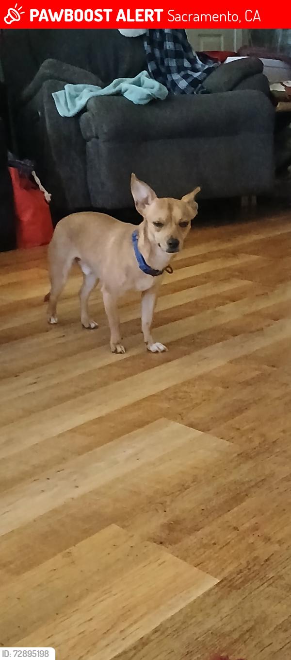 Lost Male Dog last seen Evergreen and Del Paso Blvd , Sacramento, CA 95815