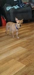 Lost Male Dog last seen Evergreen and Del Paso Blvd , Sacramento, CA 95815