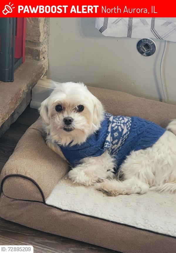 Lost Male Dog last seen Stewart Ave in North Aurora, North Aurora, IL 60542
