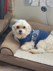 Lost Male Dog last seen Stewart Ave in North Aurora, North Aurora, IL 60542