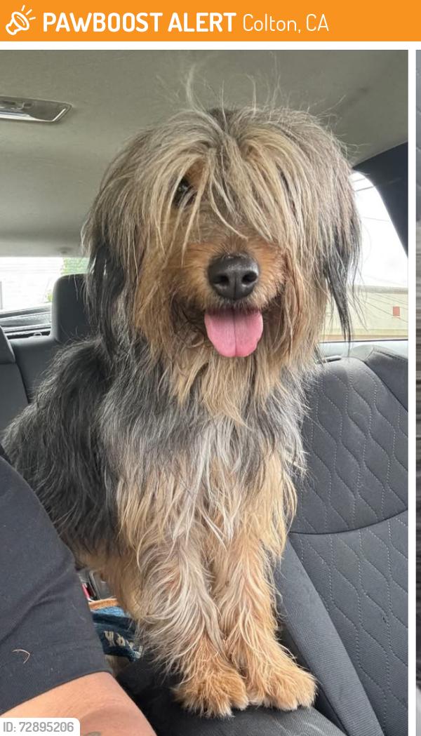 Found/Stray Unknown Dog last seen Washington, Mohave Drive, Cahuilla in Colton across from America’s  Tire, Colton, CA 92324