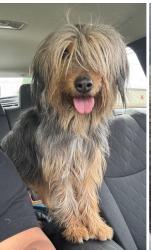 Found/Stray Unknown Dog last seen Washington, Mohave Drive, Cahuilla in Colton across from America’s  Tire, Colton, CA 92324