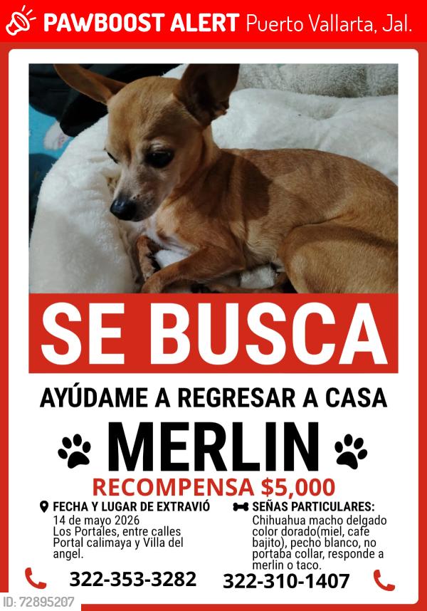 Lost Male Dog last seen Entre portal calimaya y villa del angel , Puerto Vallarta, Jal. 48315
