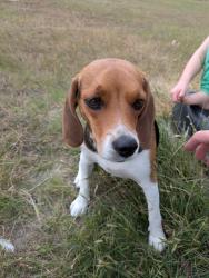 Found/Stray Female Dog last seen Upper Denton road, north of the tree farm, Weatherford, TX 76085