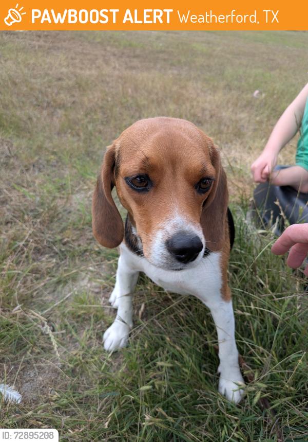 Found/Stray Female Dog last seen Upper Denton road, north of the tree farm, Weatherford, TX 76085
