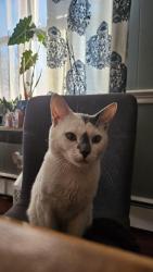 Lost Male Cat last seen Lincoln ave., Stamford, CT 06902