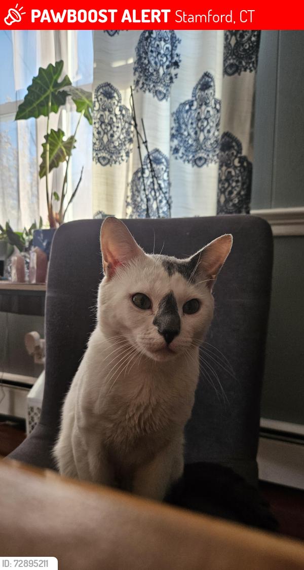 Lost Male Cat last seen Lincoln ave., Stamford, CT 06902