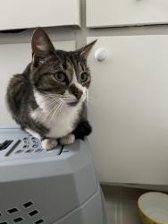 Found/Stray Unknown Cat last seen Washington and 19th, Santa Monica, CA 90403