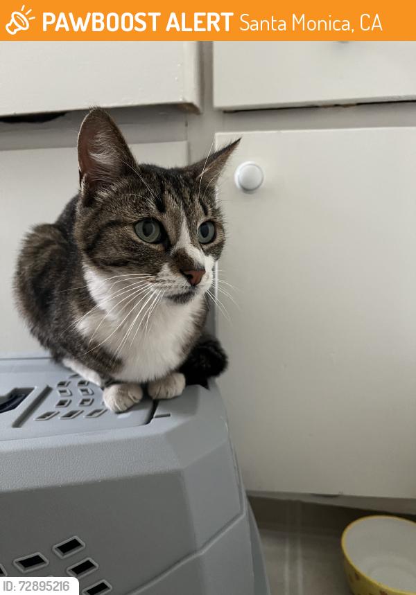 Found/Stray Unknown Cat last seen Washington and 19th, Santa Monica, CA 90403