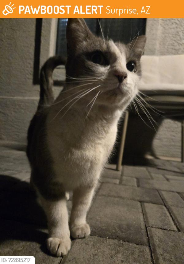 Found/Stray Unknown Cat last seen Dysart and bell, Surprise, AZ 85378