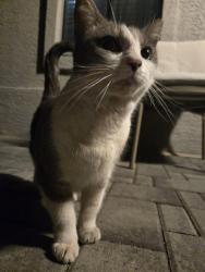 Found/Stray Unknown Cat last seen Dysart and bell, Surprise, AZ 85378