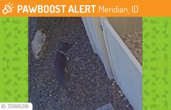 Found/Stray Unknown Dog last seen E Copper Point Dr and S Goshen Ave, Meridian, ID 83642