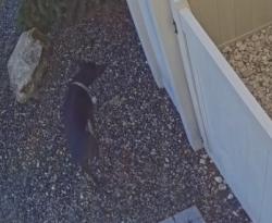 Found/Stray Unknown Dog last seen E Copper Point Dr and S Goshen Ave, Meridian, ID 83642