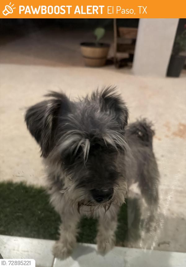 Found/Stray Male Dog last seen Mager rd , El Paso, TX 79938