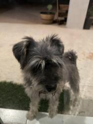 Found/Stray Male Dog last seen Mager rd , El Paso, TX 79938