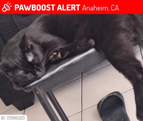 Lost Male Cat last seen Near N East St, Anaheim, CA 92805