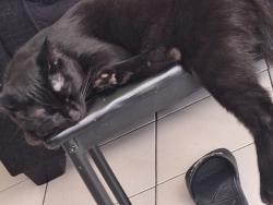 Lost Male Cat last seen Near N East St, Anaheim, CA 92805