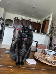 Lost Female Cat last seen Saddlebridge, Fort Worth, TX 76179