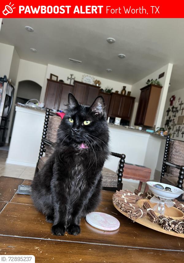 Lost Female Cat last seen Saddlebridge, Fort Worth, TX 76179