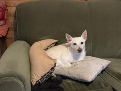 Lost Male Dog last seen Cambray, San Antonio, TX 78229
