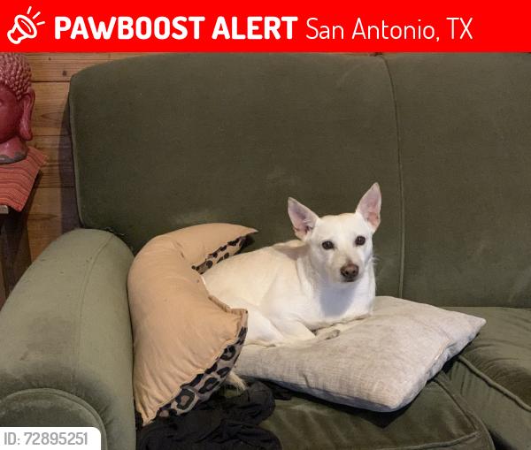 Lost Male Dog last seen Cambray, San Antonio, TX 78229