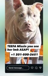 Lost Female Dog last seen Park Ave , Newark, NJ 07107