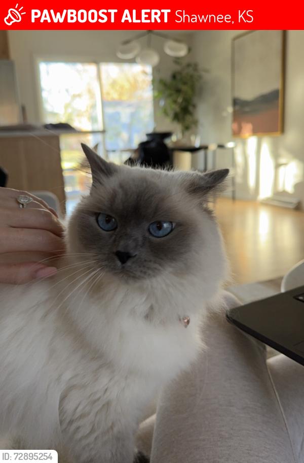 Lost Female Cat last seen Pflumm and Johnson Drive, Shawnee, KS 66216