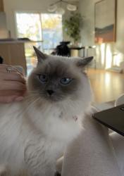Lost Female Cat last seen Pflumm and Johnson Drive, Shawnee, KS 66216