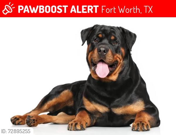 Lost Female Dog last seen Fabons, Fort Worth, TX 76104