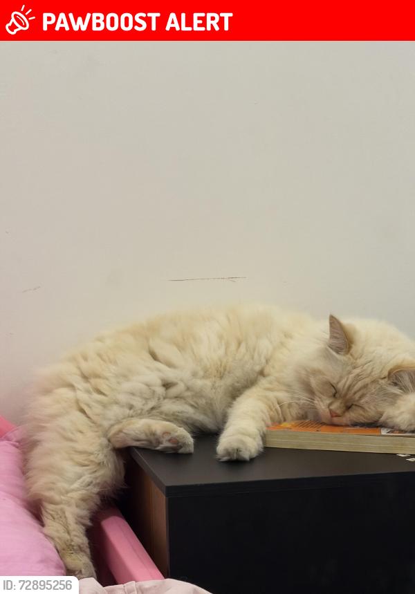 Lost Female Cat last seen Vulture Street , South Brisbane, QLD 4101