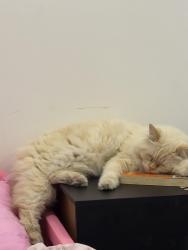 Lost Female Cat last seen Vulture Street , South Brisbane, QLD 4101