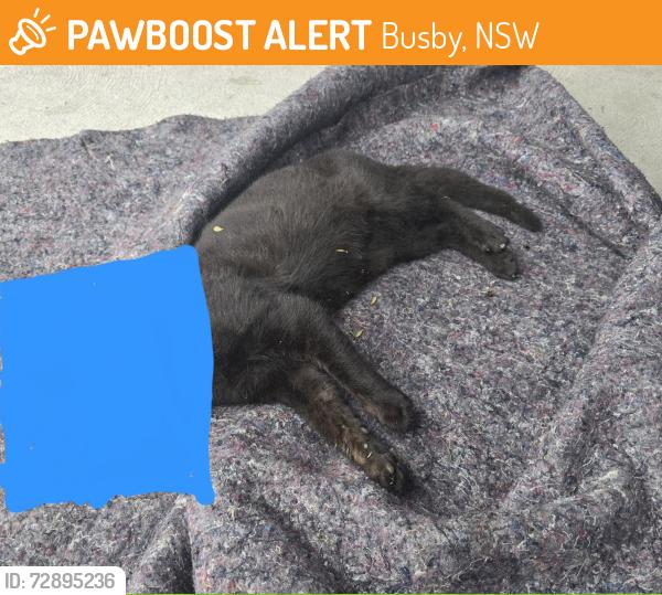 Found/Stray Male Cat last seen St Johns Rd near Fulham St, Whitlam Park 2. On curb moved to grass., Busby, NSW 2168