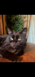 Lost Female Cat last seen clos du lac Loomis CA, Granite Bay, CA 95650
