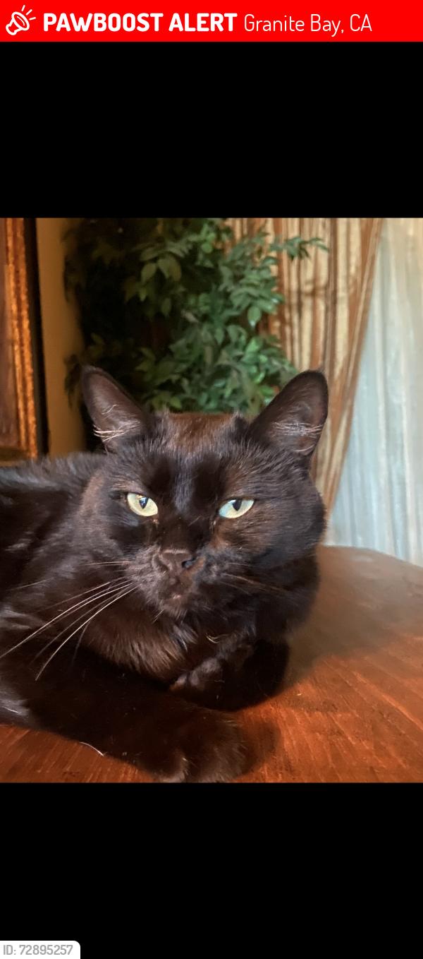 Lost Female Cat last seen clos du lac Loomis CA, Granite Bay, CA 95650