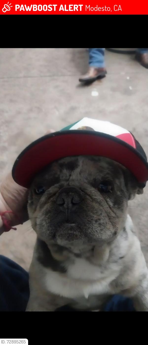 Lost Male Dog last seen Gutherie St, Modesto, CA 95358
