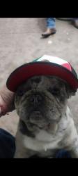 Lost Male Dog last seen Gutherie St, Modesto, CA 95358