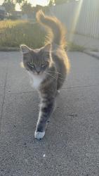 Lost Male Cat last seen In summit Dr street , Salinas, CA 93905